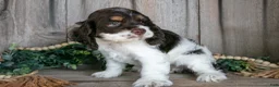 Cocker Spaniel dogs for sale: Alice - Ad 3