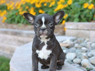 Frenchton dogs - Ad 15