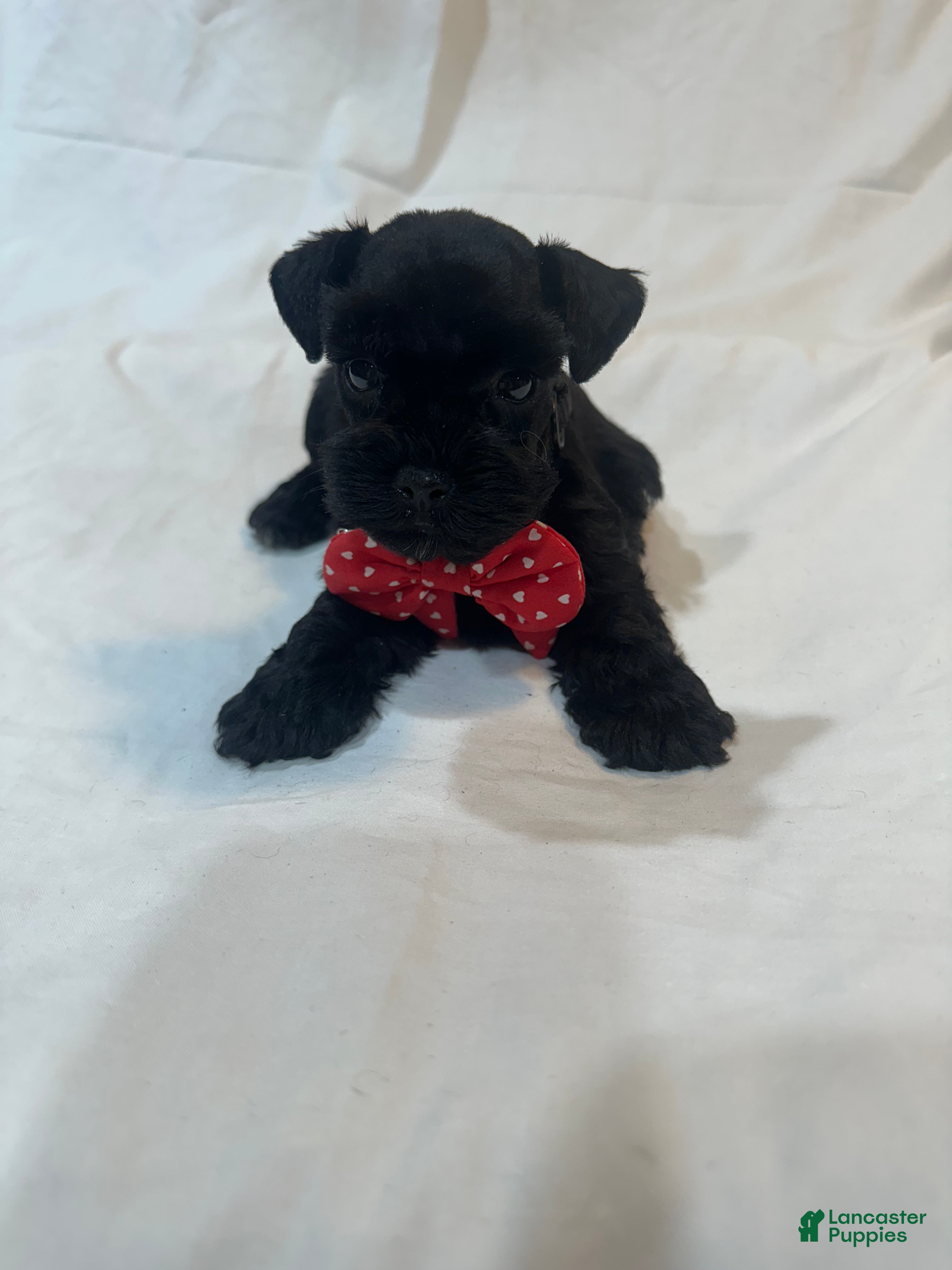Miniature Schnauzer dogs Molly - Ad 2