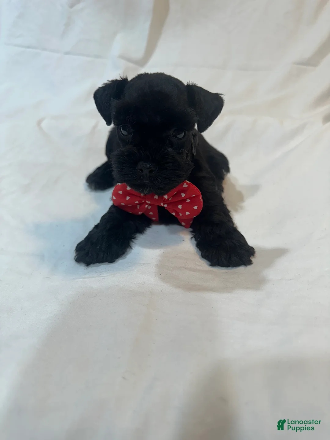 Miniature Schnauzer dogs for sale: Molly - Ad 2