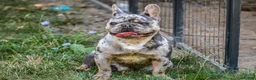 French Bulldog dogs for stud: Merle - Ad 4