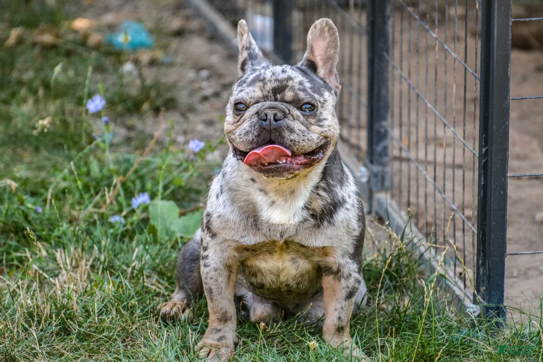 French Bulldog dogs for stud: Merle - Ad 4