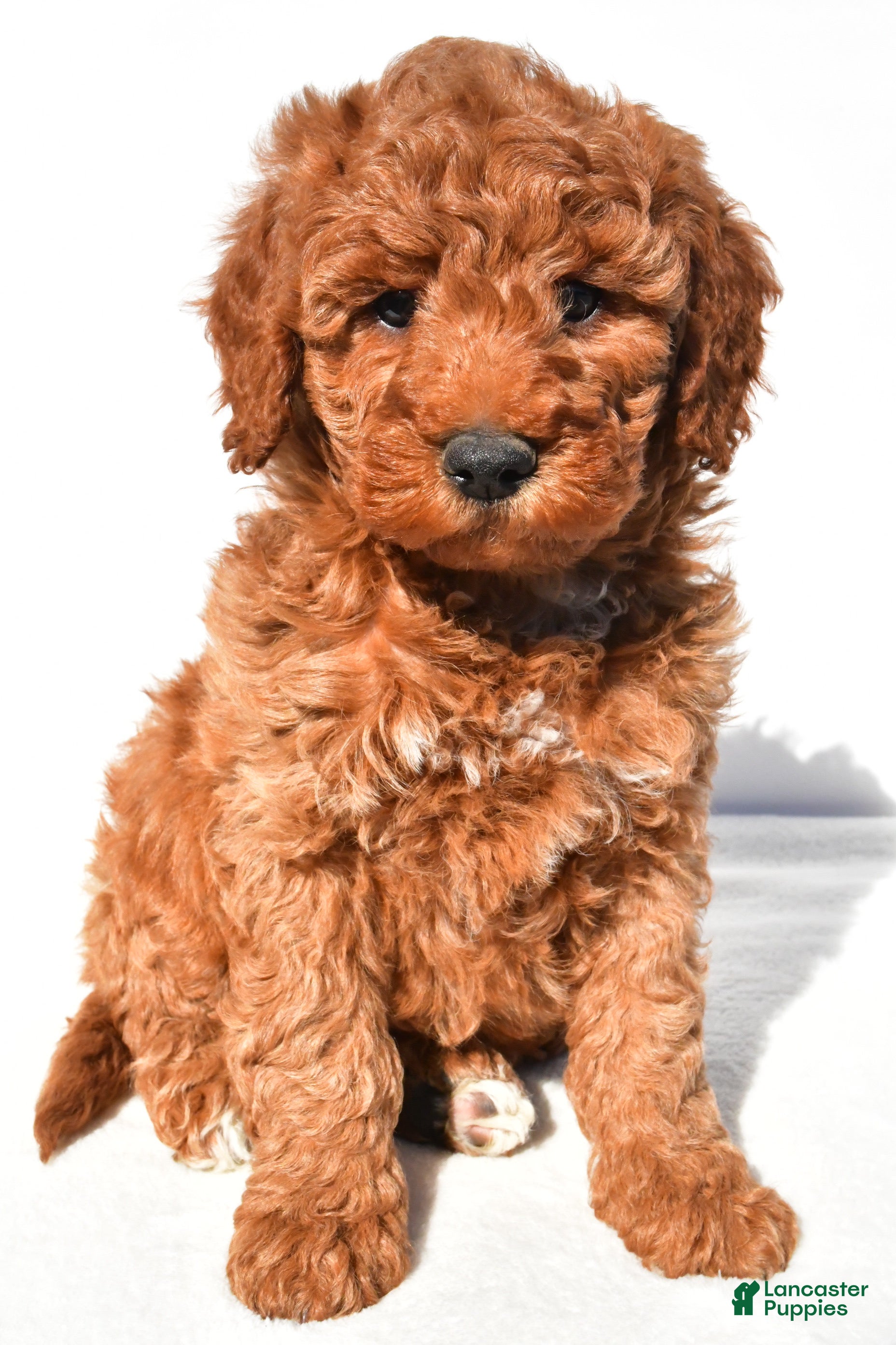 Mini Goldendoodle dogs Ashton - Ad 1