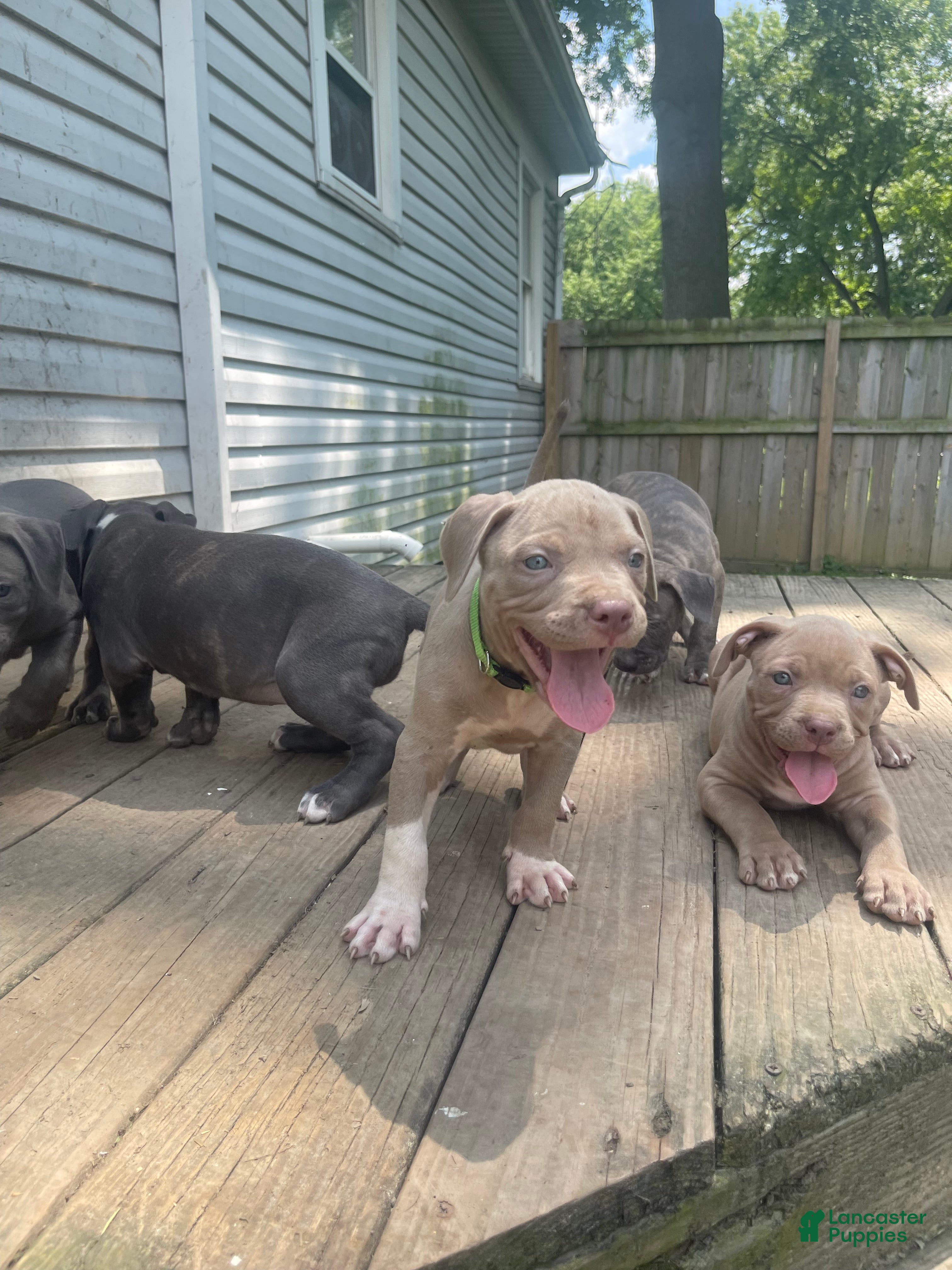 American Bully dogs American Bully 2 - Ad 2