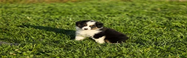 Lasandra Miniature Australian Shepherd Puppy 
