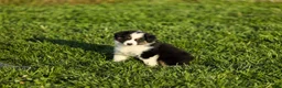 Miniature Australian Shepherd dogs for sale: Lasandra Miniature Australian Shepherd Puppy  - Ad 1