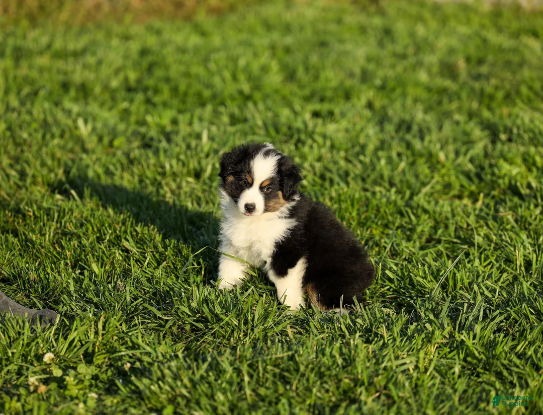Miniature Australian Shepherd dogs for sale: Lasandra Miniature Australian Shepherd Puppy  - Ad 1