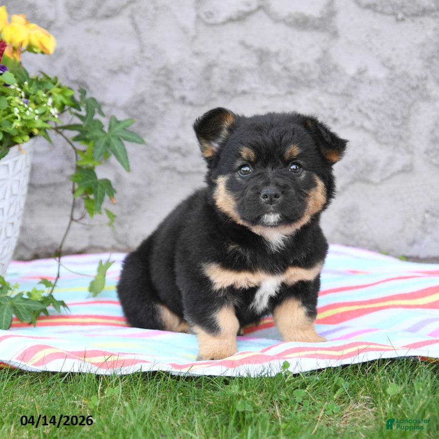 Mixed Breed dogs Legend - Ad 2