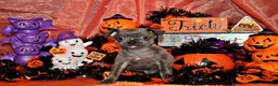 Chihuahua dogs for sale: Artemis - Ad 3