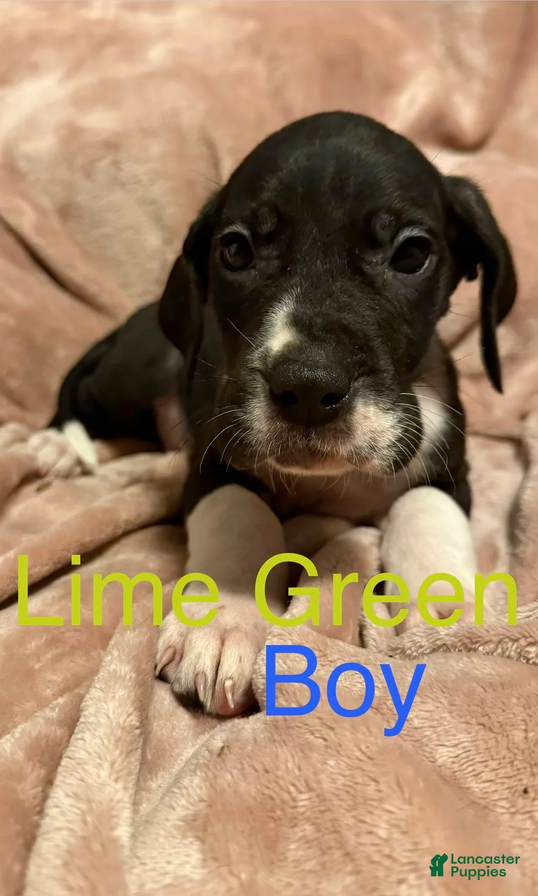 Great Dane dogs for sale: Great Dane Puppy 3 - Ad 1