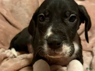 Great Dane dogs Great Dane Puppy 3 - Ad 27