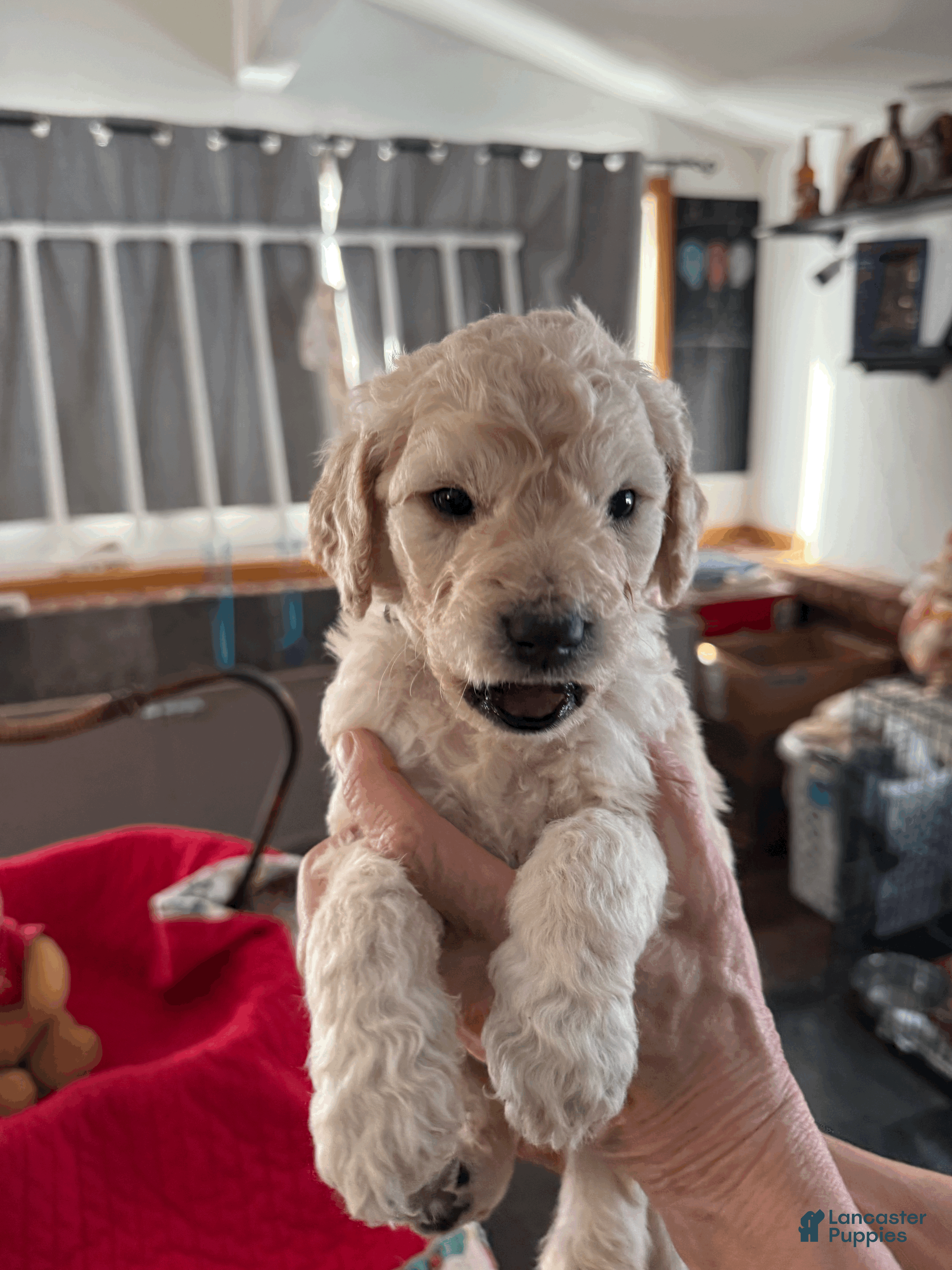 Goldendoodle dogs Black - Ad 20