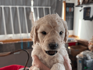 Goldendoodle dogs Black - Ad 20