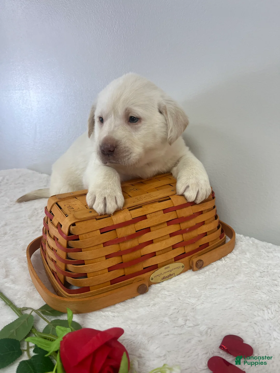 Labrador Retriever dogs for sale: Marley - Ad 3