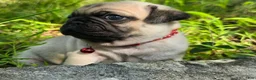 Pug dogs for sale: Moe - Ad 14