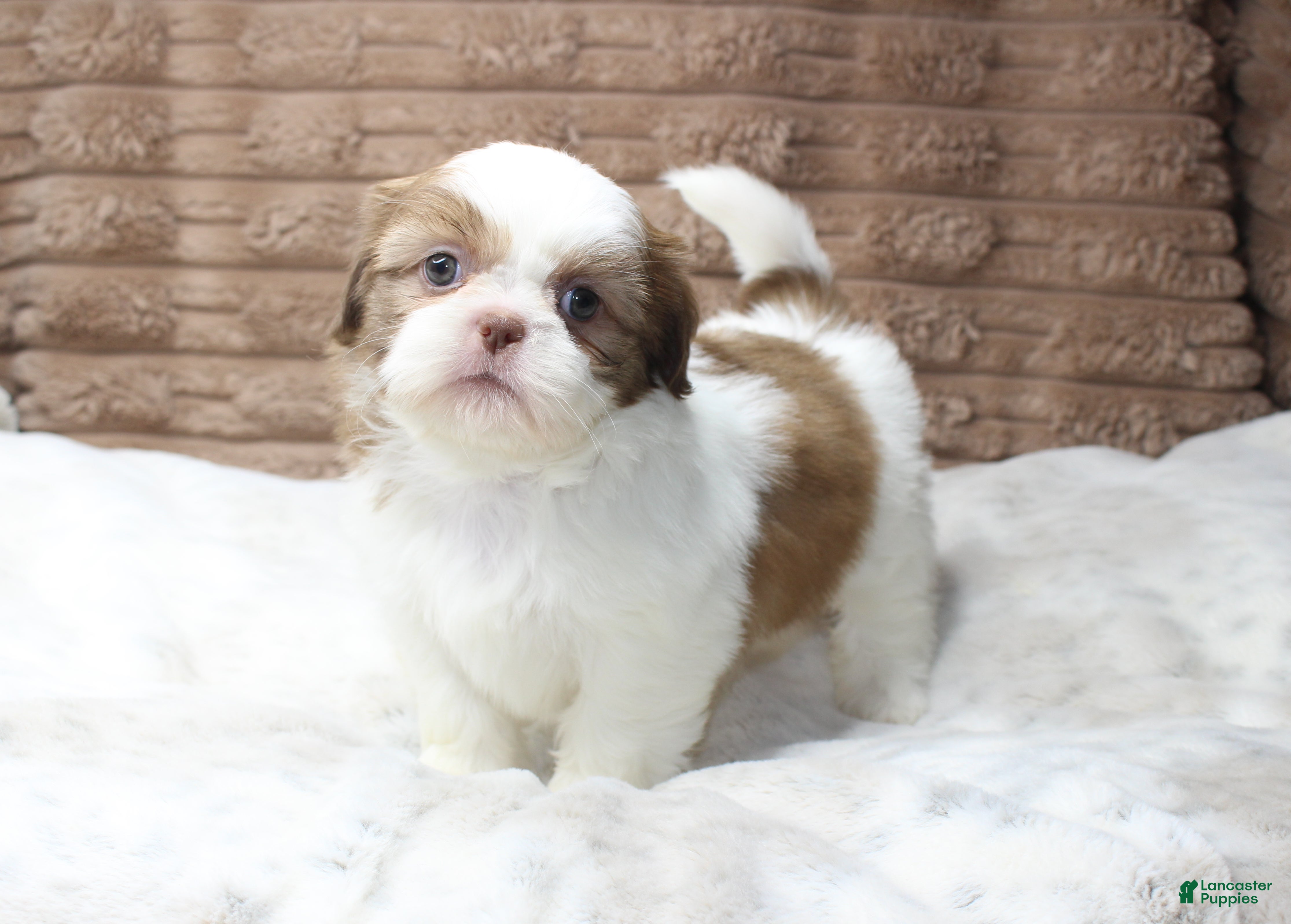 Shih Tzu dogs Millie - Ad 8