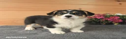 Welsh Corgi Pembroke dogs for sale: Jasper - Ad 10