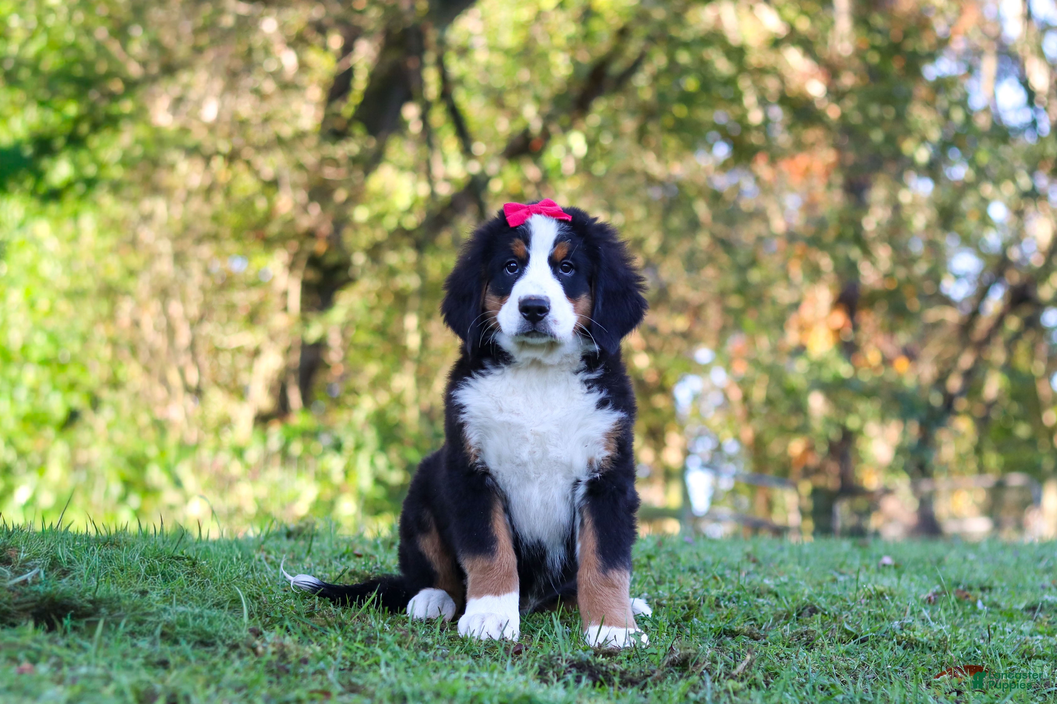 Bernese Mountain Dog dogs Sarah - Ad 2