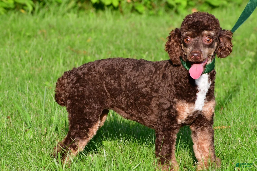 Miniature Poodle dogs for sale: Shadow - Ad 5