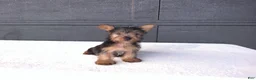Yorkshire Terrier dogs for sale: Sammy  - Ad 6