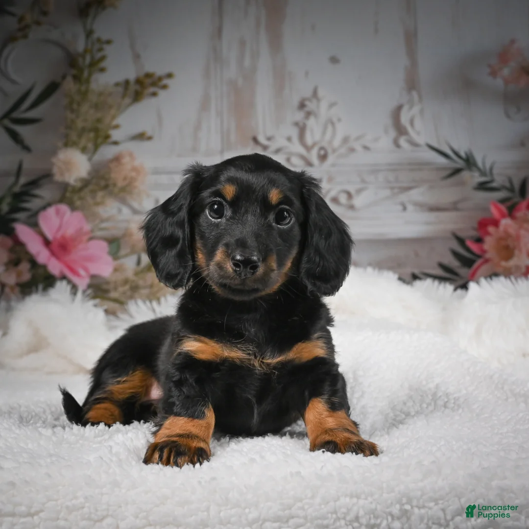 Miniature Dachshund dogs for sale: AKC-Brodie - Ad 1