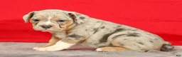 Beabull dogs for sale: Callie - Ad 5