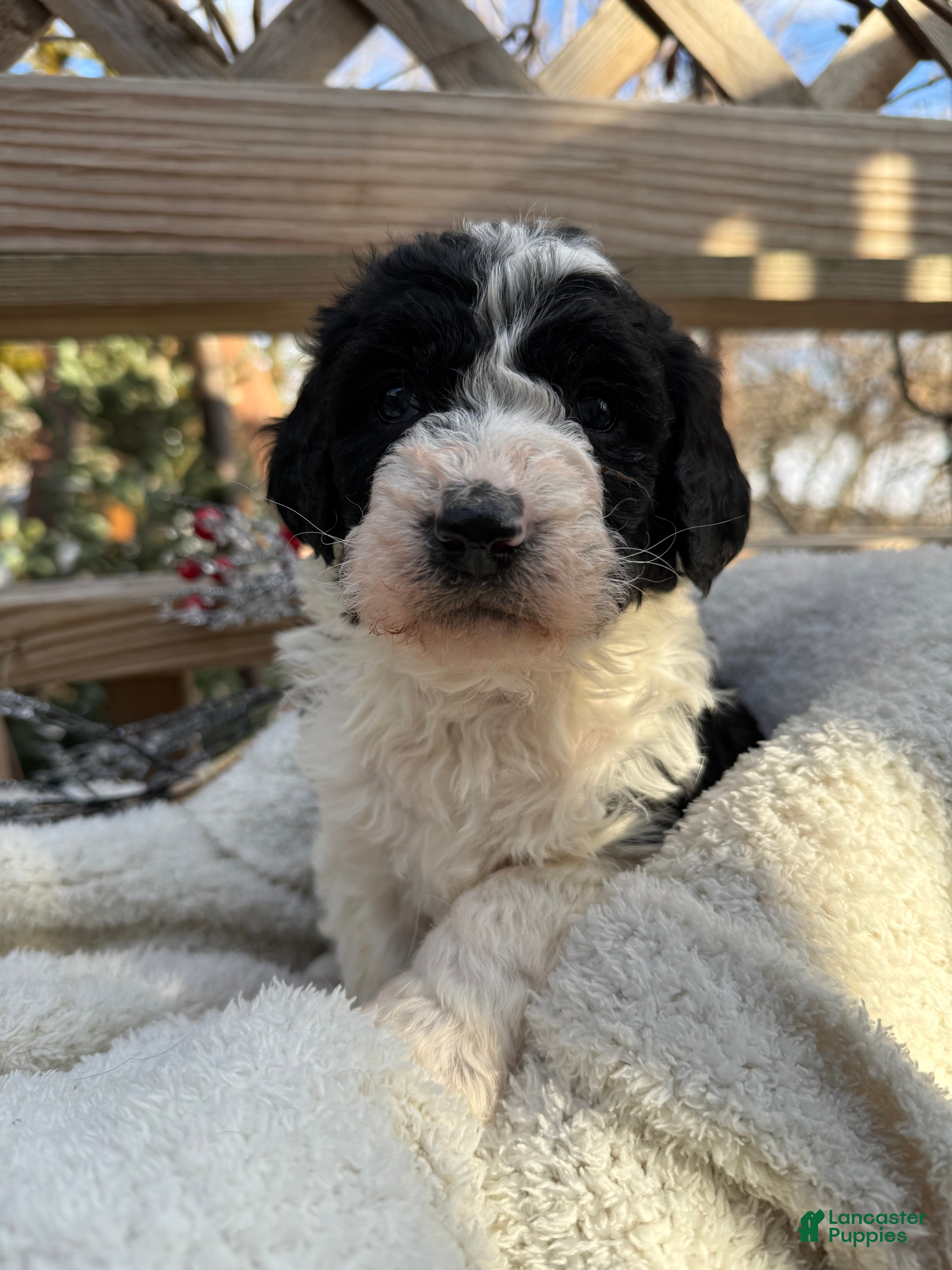 Mixed Breed dogs Ace - Ad 2