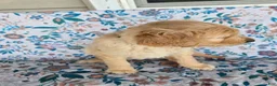 Goldendoodle dogs for sale: Green Boy - Ad 3
