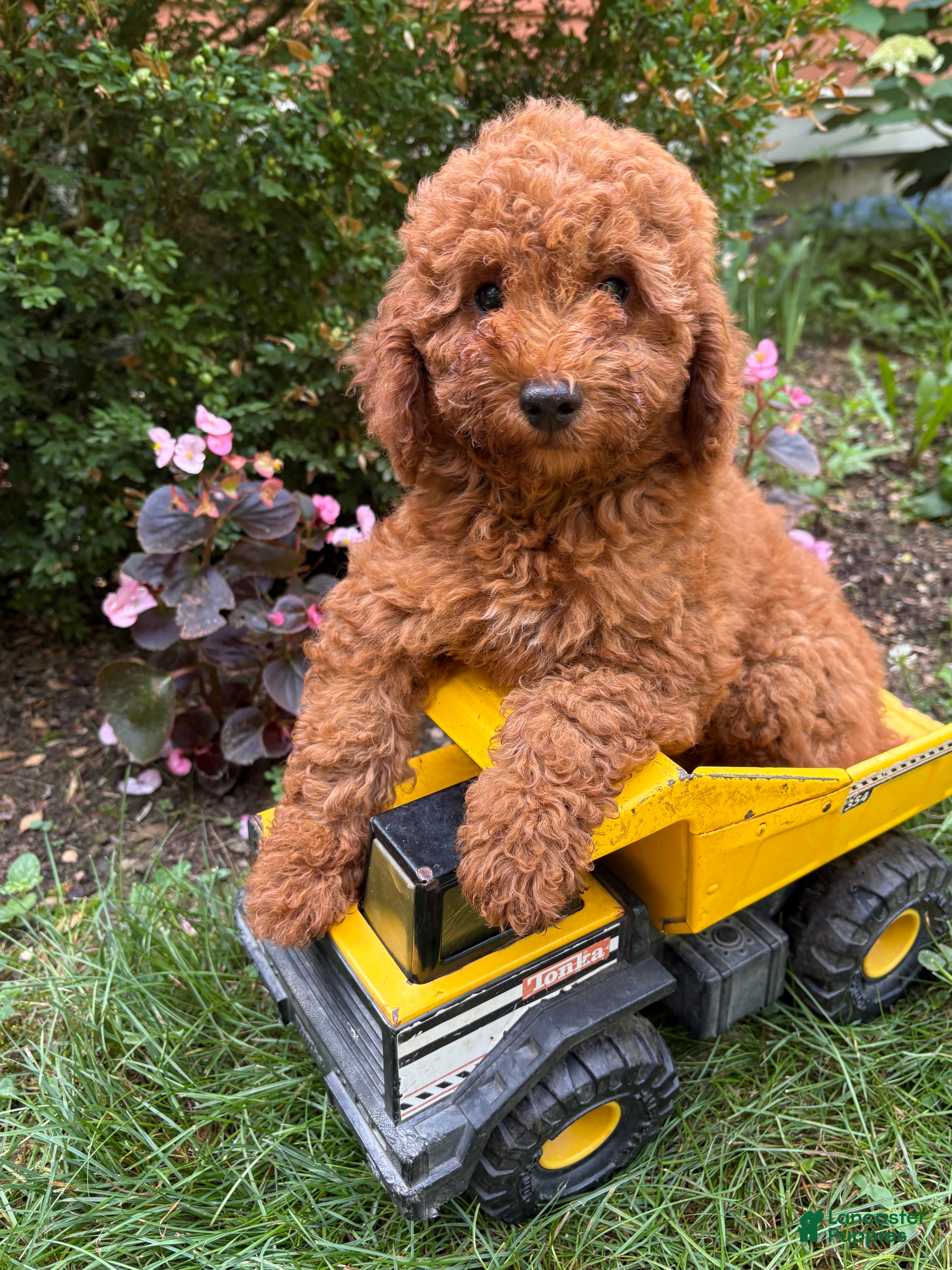 Mini Goldendoodle dogs Benson - Ad 1