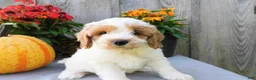 Cockapoo dogs for sale: Jody - Ad 1