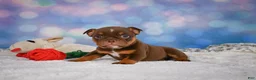 English Bulldog dogs for sale: Chloe - Ad 2