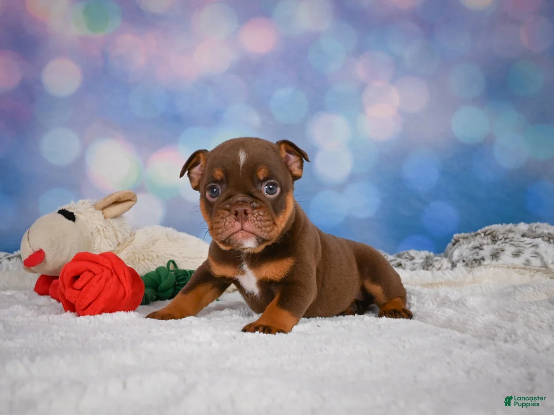 English Bulldog dogs for sale: Chloe - Ad 2