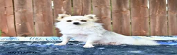 Pomeranian dogs for sale: Oreo Cookie - Ad 6