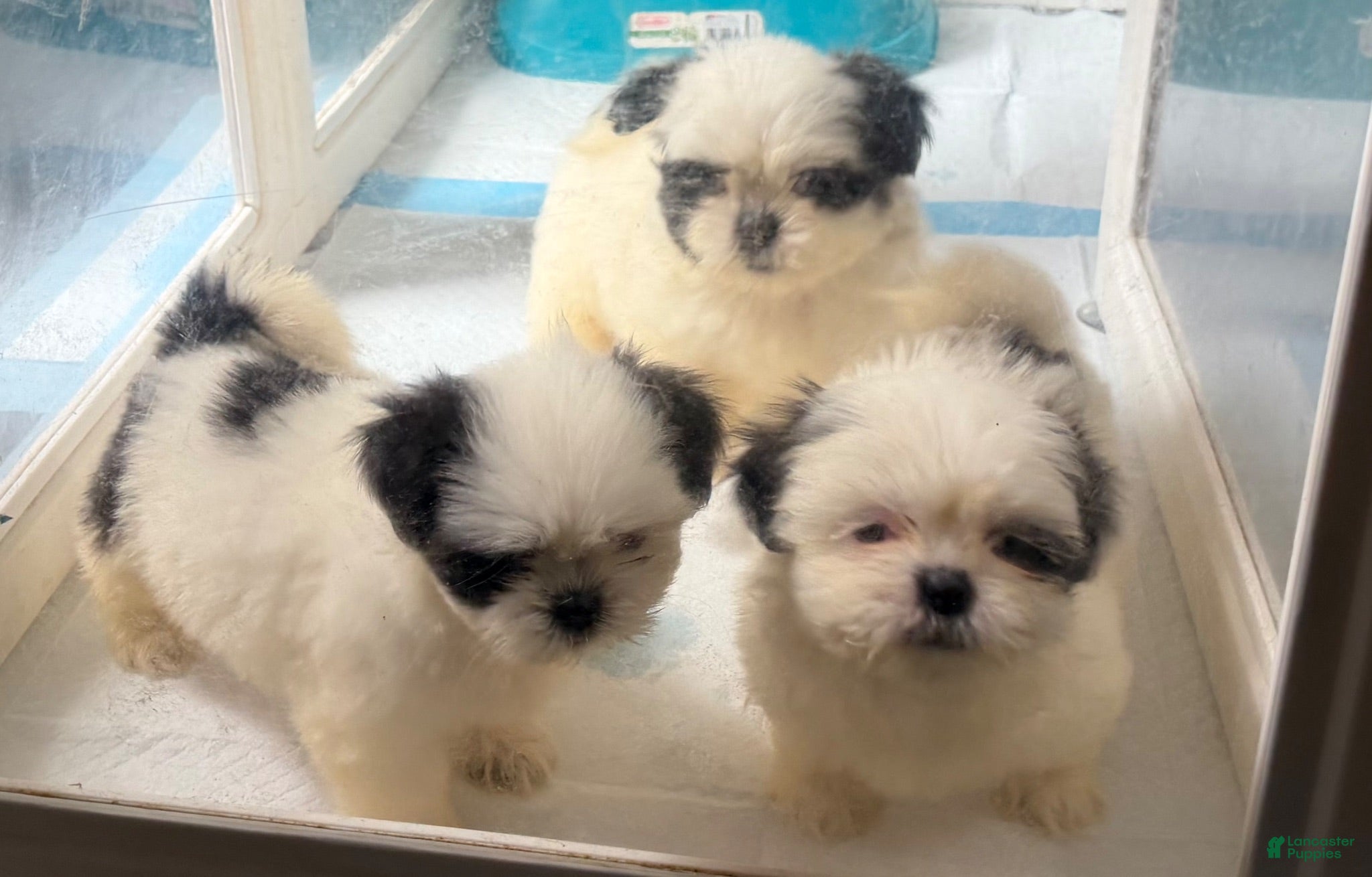 Shih Tzu dogs Shih Tzu  - Ad 34