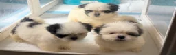 Shih Tzu dogs for sale: Shih Tzu  - Ad 1