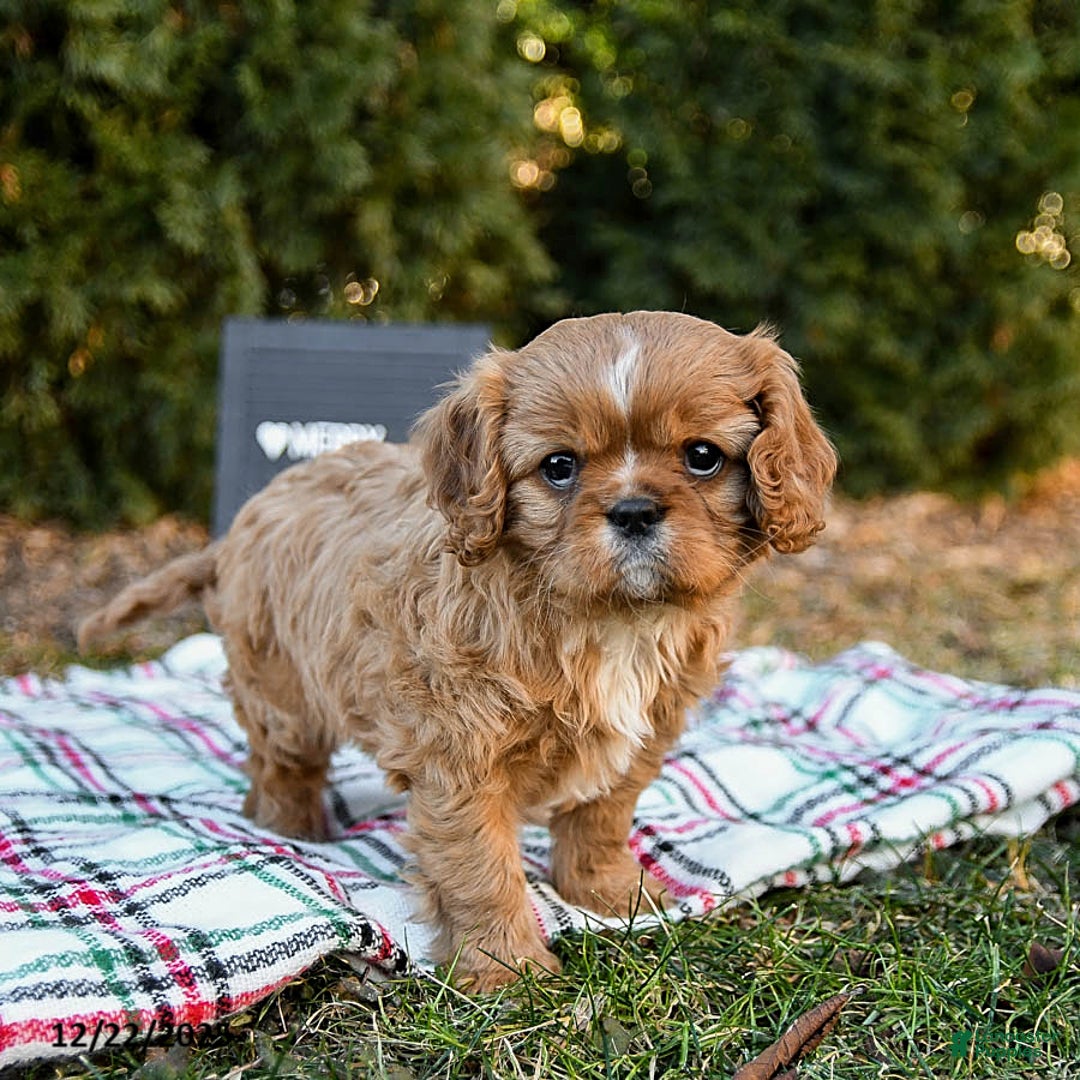 Cavalier King Charles Spaniel dogs for sale: Puggles - Ad 3