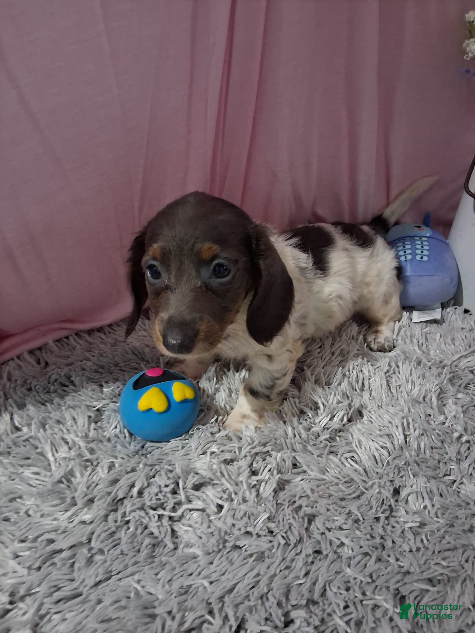 Miniature Dachshund dogs Miniature Dachshund 1 - Ad 1