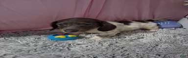 Miniature Dachshund 1