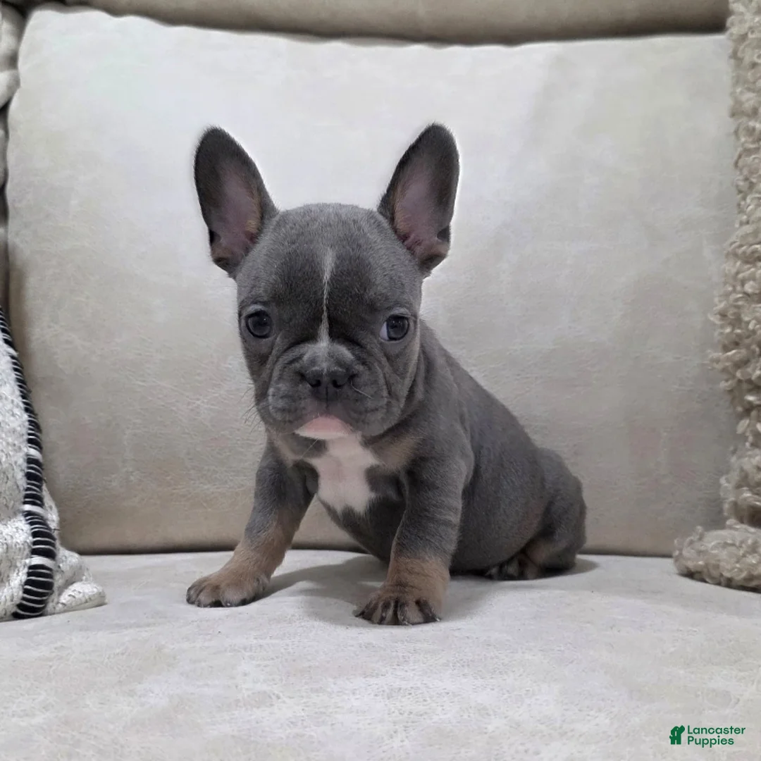 French Bulldog dogs for sale: Fiona - Ad 9
