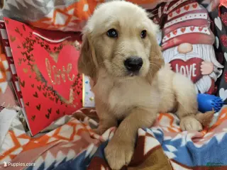 Golden Retriever dogs Glennn Campbell - Ad 19