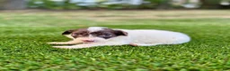 Portuguese Water Dog dogs for sale: Clover - Ad 10