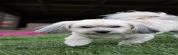 Havanese dogs for sale: Havanese 1 - Ad 12