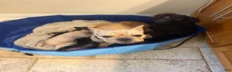 French Bulldog dogs for sale: Coco - Ad 4