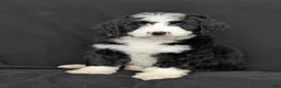 Bernedoodle dogs for sale: Nova - Ad 3