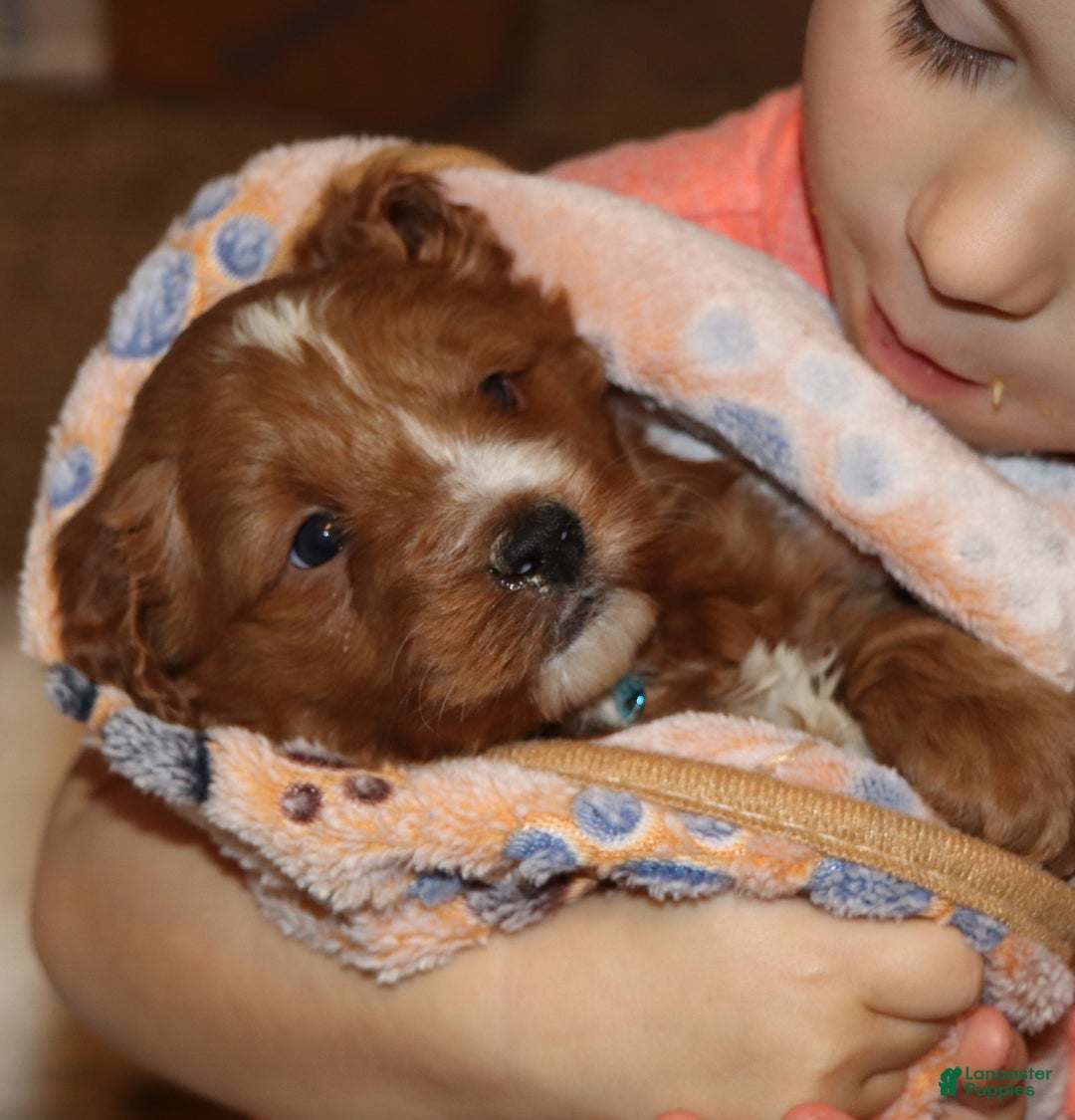 Mini Goldendoodle dogs for sale: Waylon 💙👨‍👨‍👧‍👦💞🐕 - Ad 7