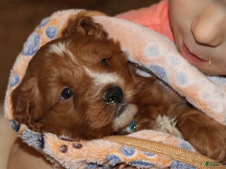 Mini Goldendoodle dogs Waylon 💙 Genetic Clear Parents - Ad 14