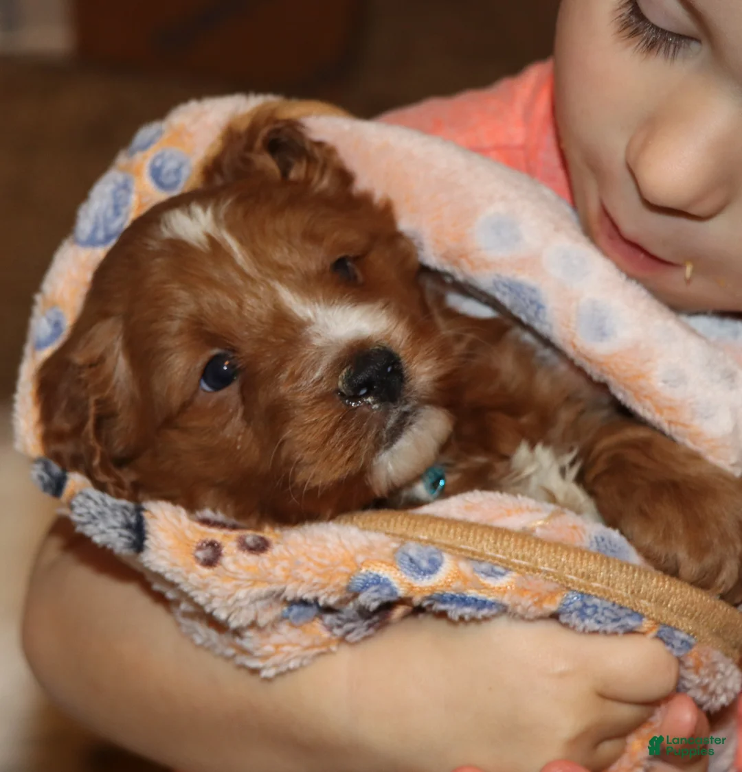 Mini Goldendoodle dogs for sale: Waylon 💙 Genetic Clear Parents - Ad 5