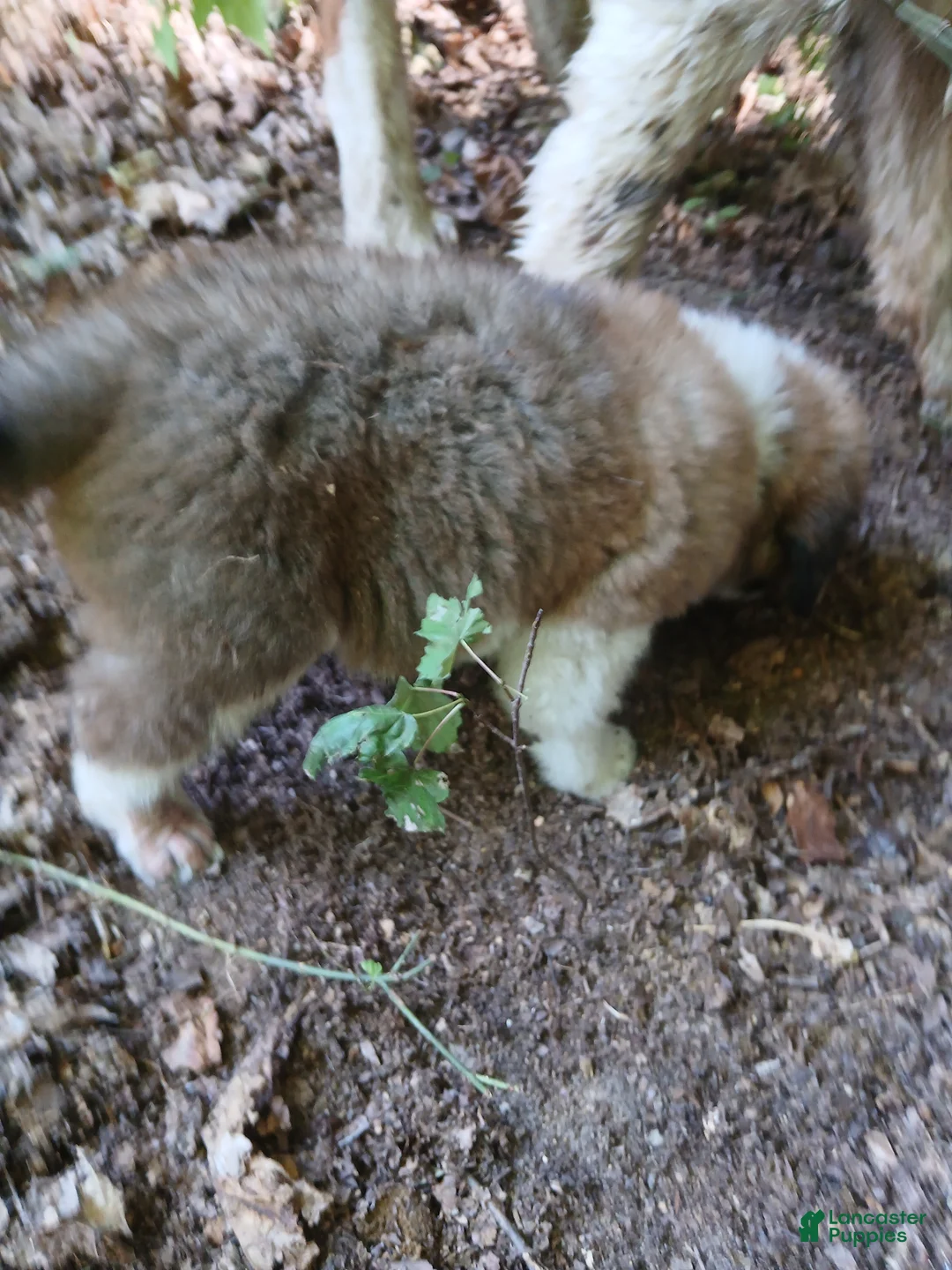 Saint Bernard dogs for sale: Saint Bernard 3 BOY - Ad 2