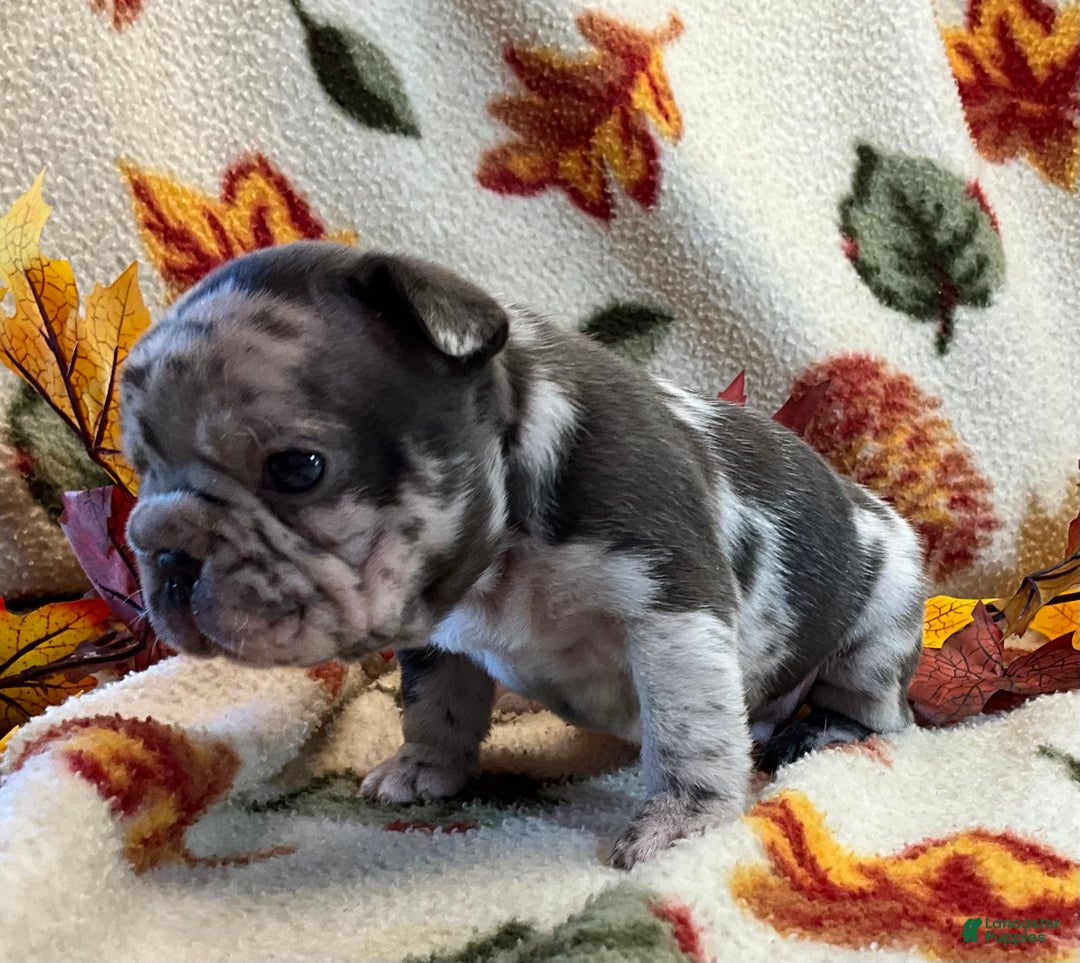 French Bulldog dogs for sale: Arrow - Ad 23