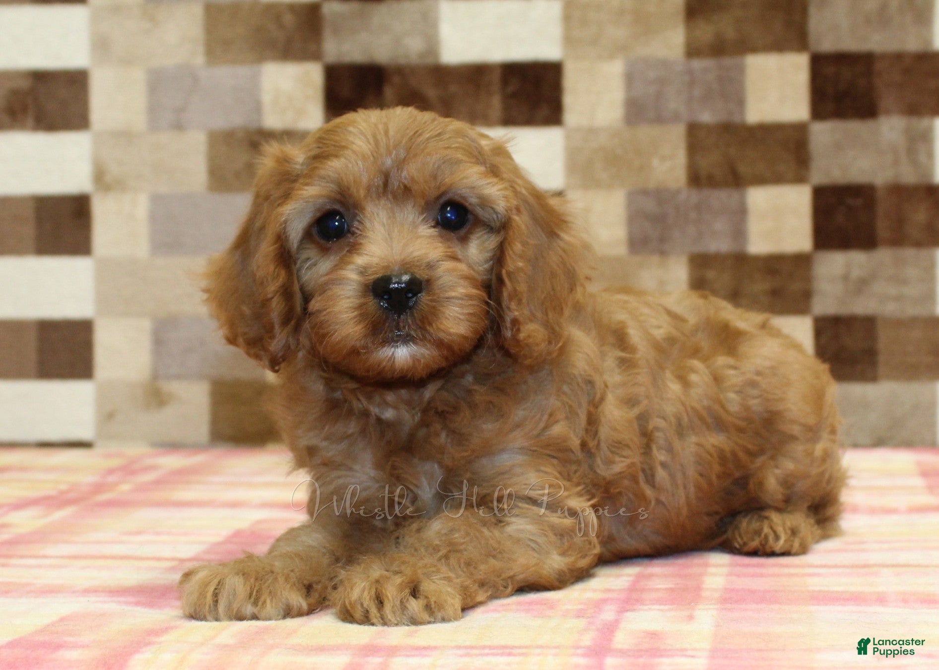 Cavapoo dogs Ellie - Ad 2